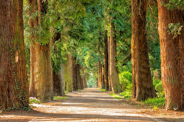Allee mit hohen Bäumen